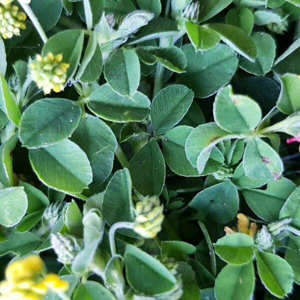 Trifolium dubium Blad