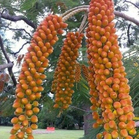 Bactris gasipaes Fruit