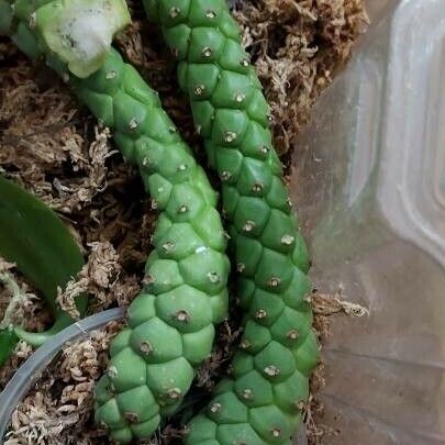 Euphorbia guentheri Leaf