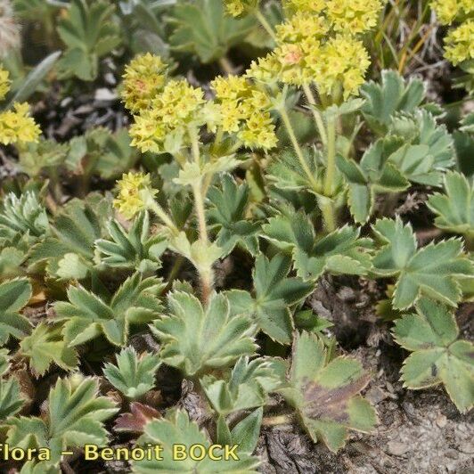 Alchemilla glaucescens Alkat (teljes növény)