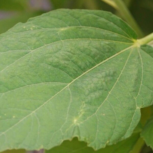 Hibiscus moscheutos पत्ता