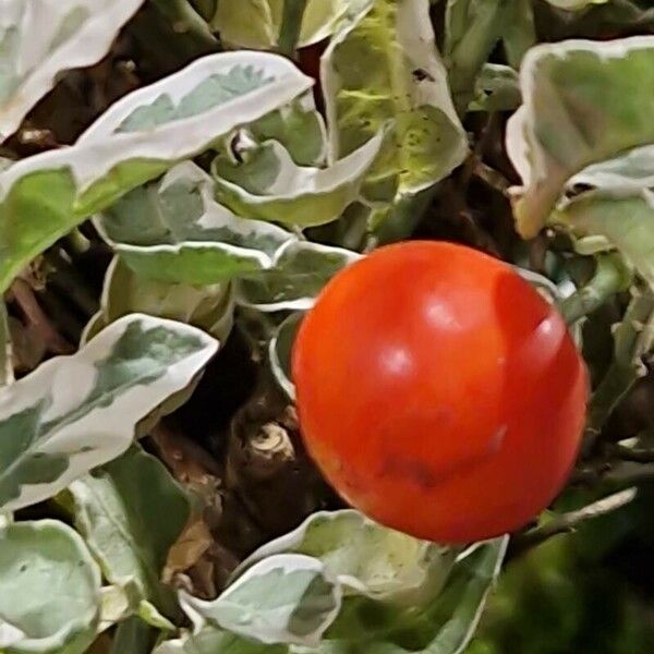 Solanum pseudocapsicum Fruit