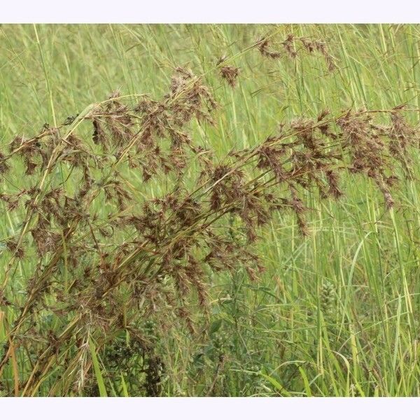 Themeda quadrivalvis Habit