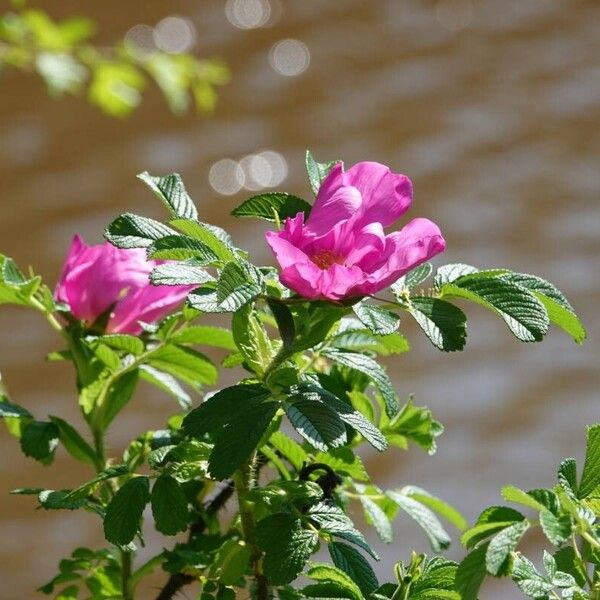 Rosa rugosa Habit