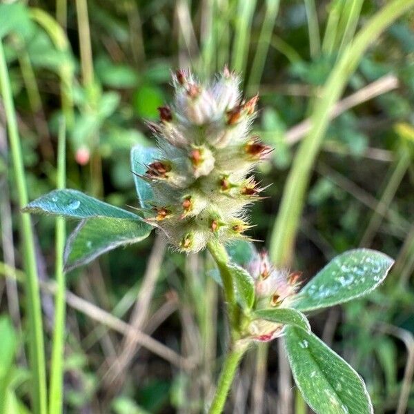 Trifolium striatum Fruto