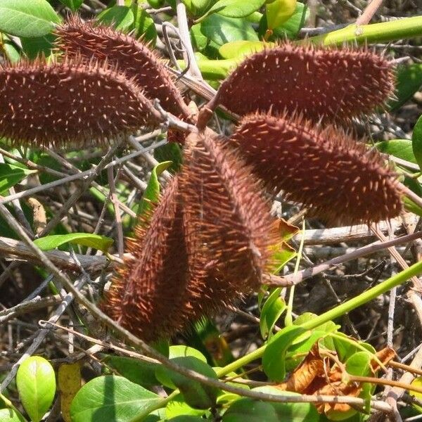 Guilandina bonduc Fruit