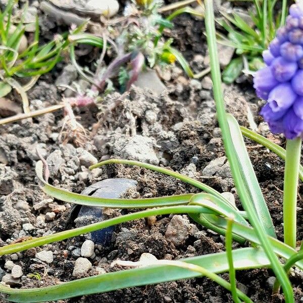 Muscari botryoides Fuelha