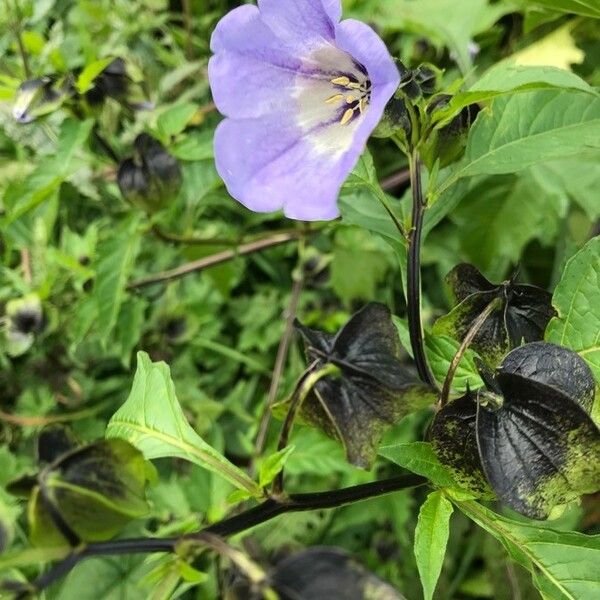 Nicandra physalodes Žiedas