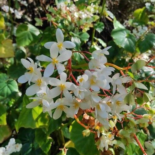 Begonia minor Flor