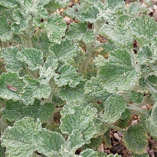 Marrubium vulgare Leaf