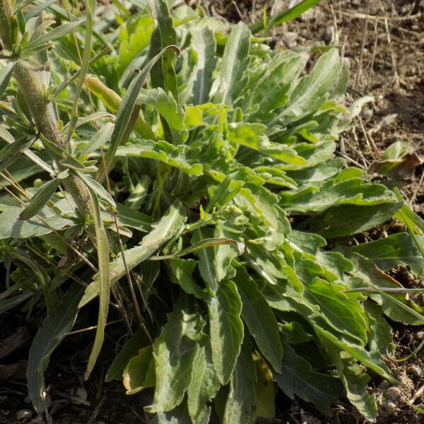 Erigeron sumatrensis Leaf