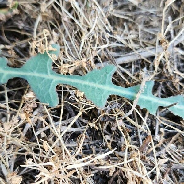 Launaea nudicaulis Leaf