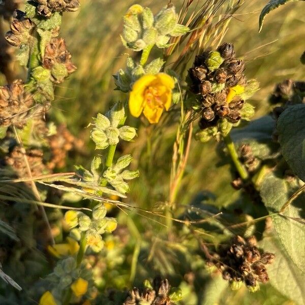 Verbascum thapsus Cvet