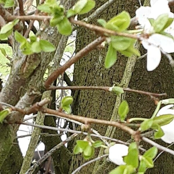 Prunus cerasus Rinde