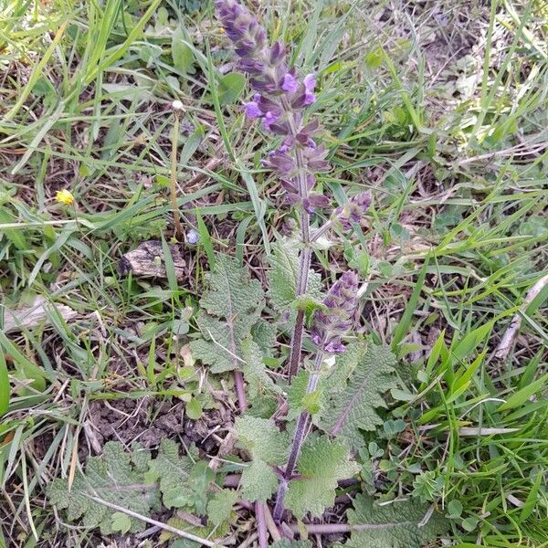 Salvia verbenaca 整株植物