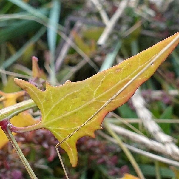 Atriplex prostrata Leaf