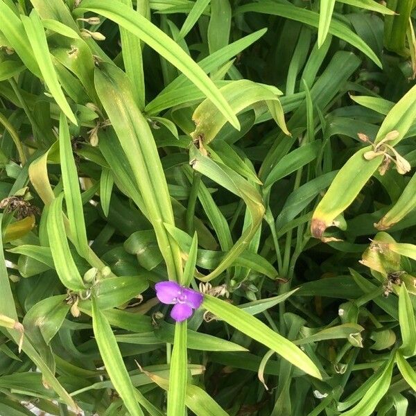 Tradescantia virginiana Leaf