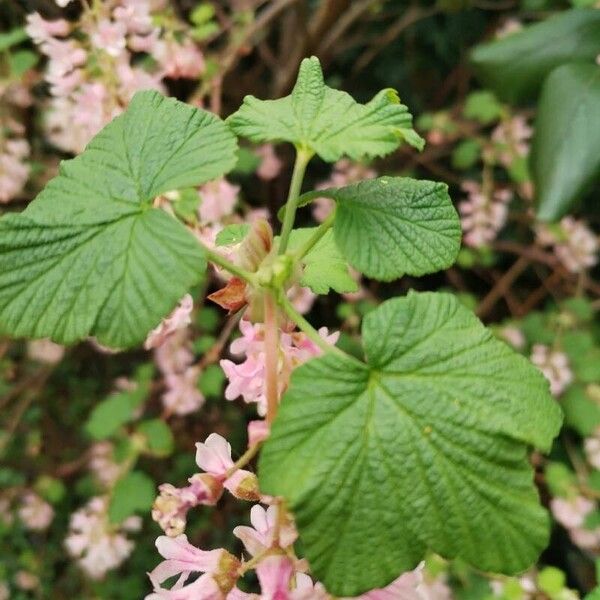 Ribes sanguineum ഇല