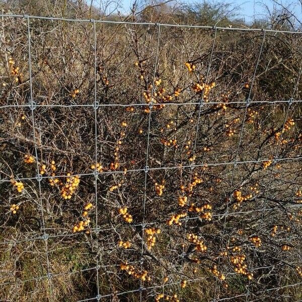 Hippophae rhamnoides Hábito