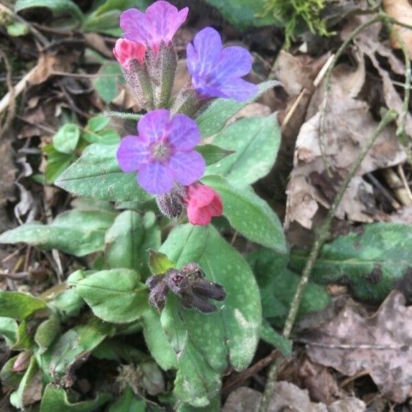 Pulmonaria officinalis Flower