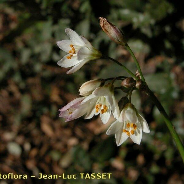 Nothoscordum borbonicum Flower