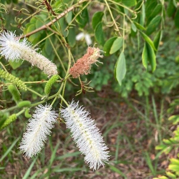 Mimosa caesalpiniifolia Λουλούδι