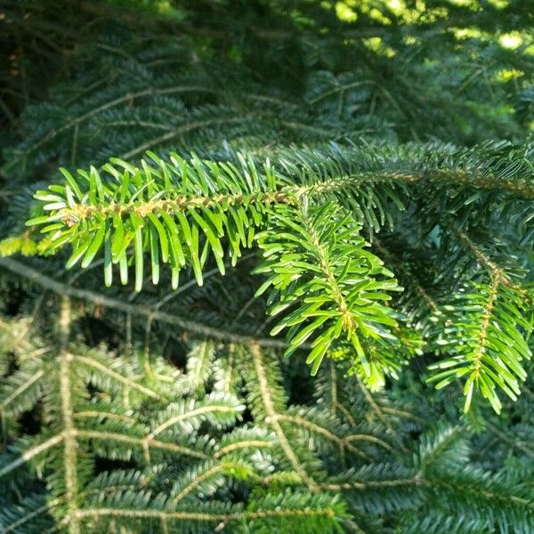 Abies nordmanniana ഇല