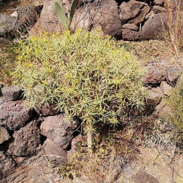 Euphorbia regis-jubae Хабит