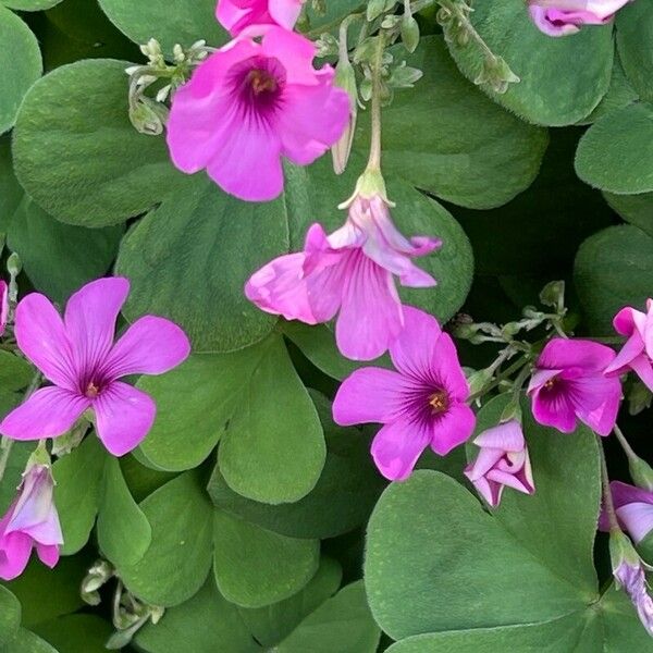 Oxalis articulata Floare