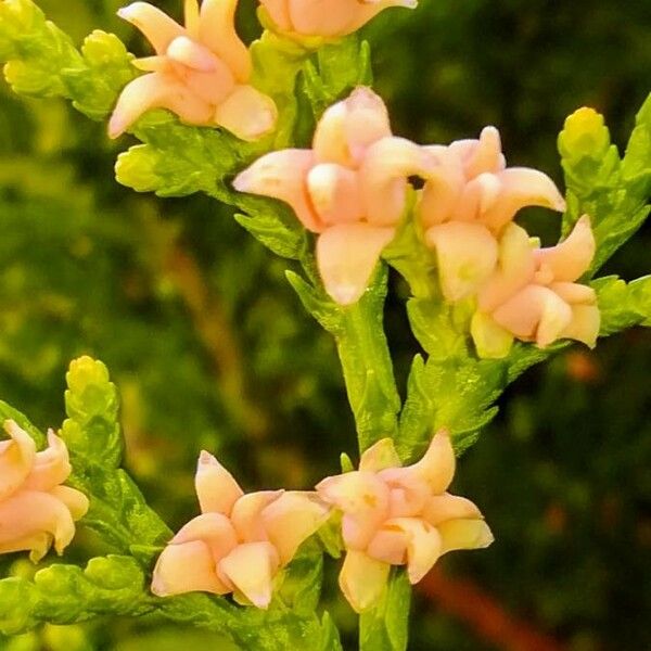 Platycladus orientalis Flower