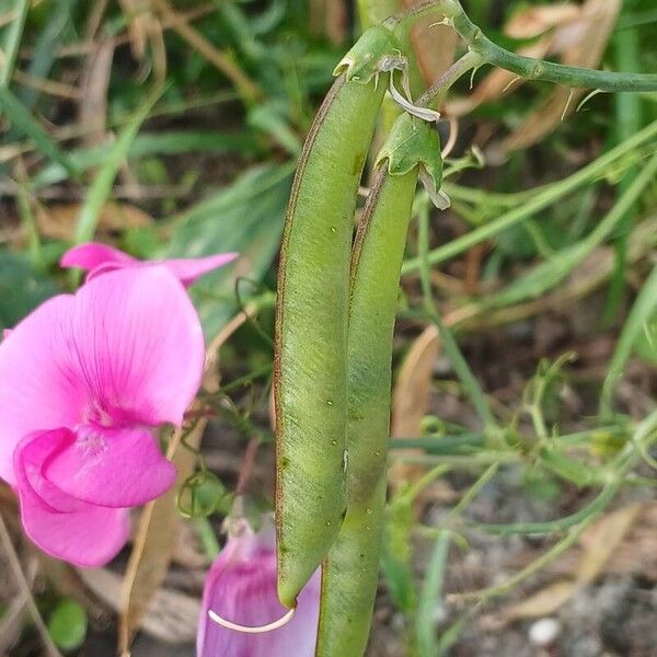 Lathyrus latifolius Fruit