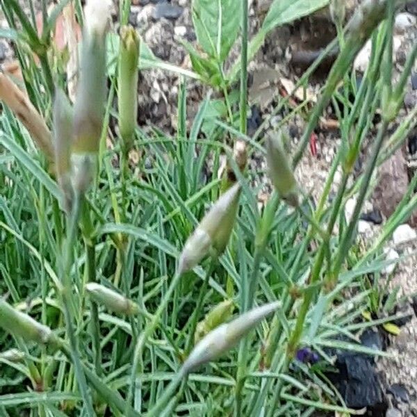 Dianthus arenarius Folla