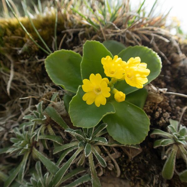 Primula auricula Květ