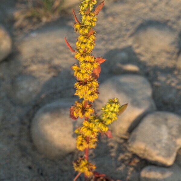 Rumex dentatus Habit