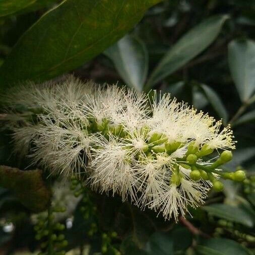 Inga laurina Flor