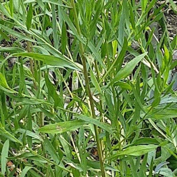 Artemisia dracunculus Elinympäristö