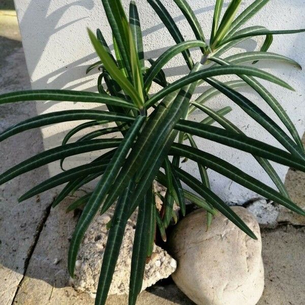 Euphorbia lathyris Blatt