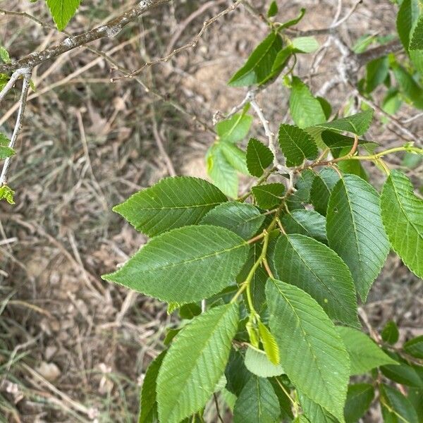 Ulmus pumila Hostoa