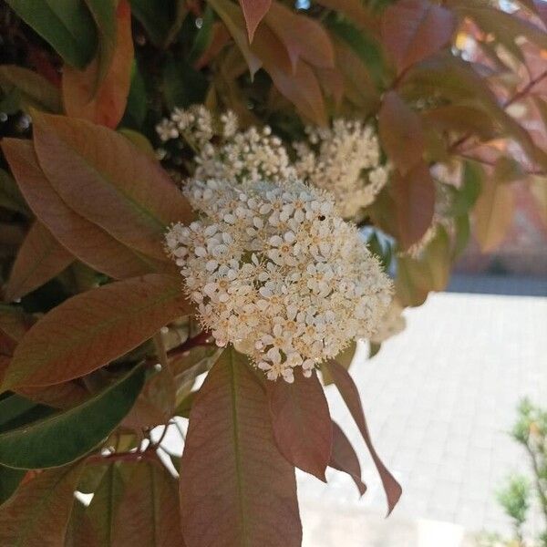 Photinia serratifolia Flor