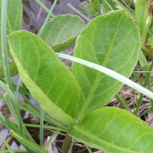 Menyanthes trifoliata Blad