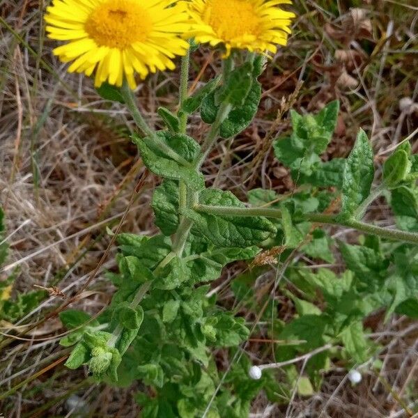 Pulicaria dysenterica Staniste