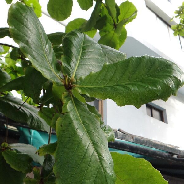 Terminalia catappa Fuelha