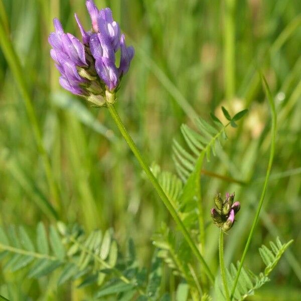 Astragalus danicus Flower