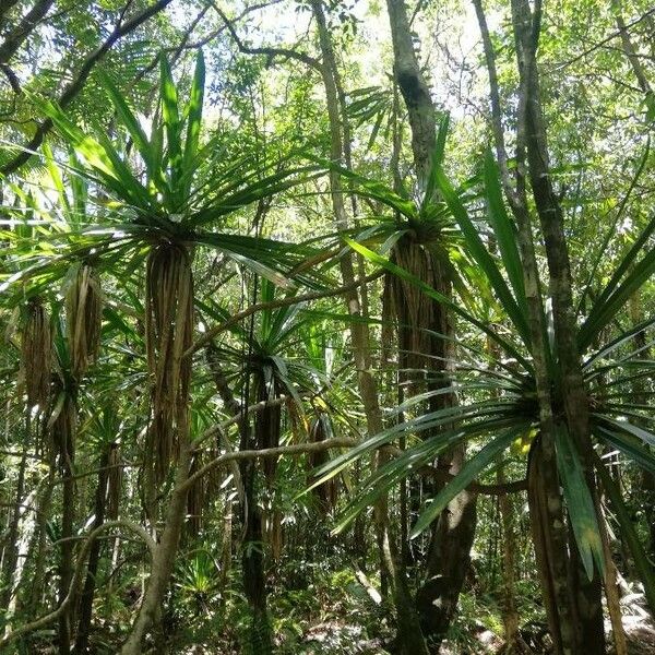 Pandanus purpurascens Habitat