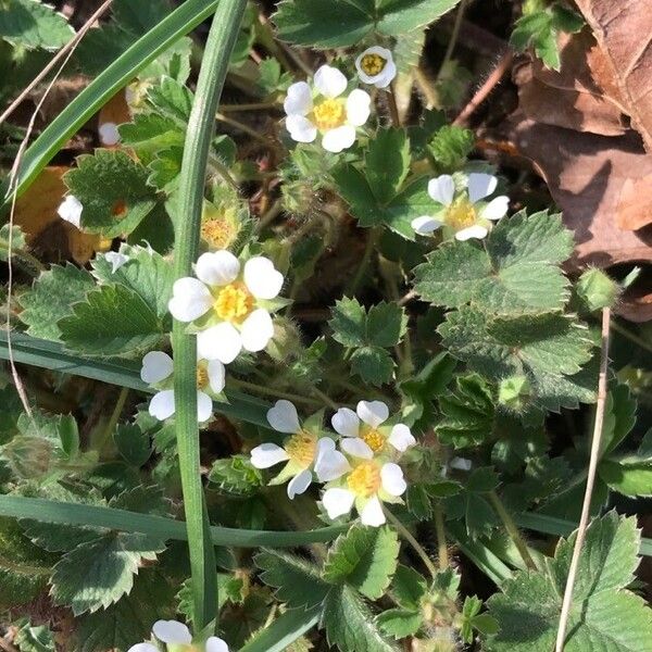 Potentilla sterilis Blomma