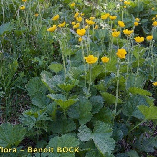 Geum pyrenaicum Habitus