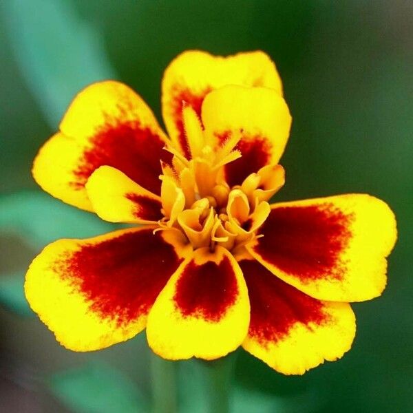 Tagetes patula Virág