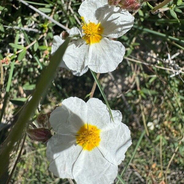 Helianthemum almeriense Flower