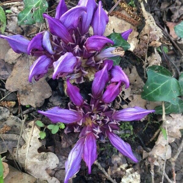 Lathraea clandestina Flors