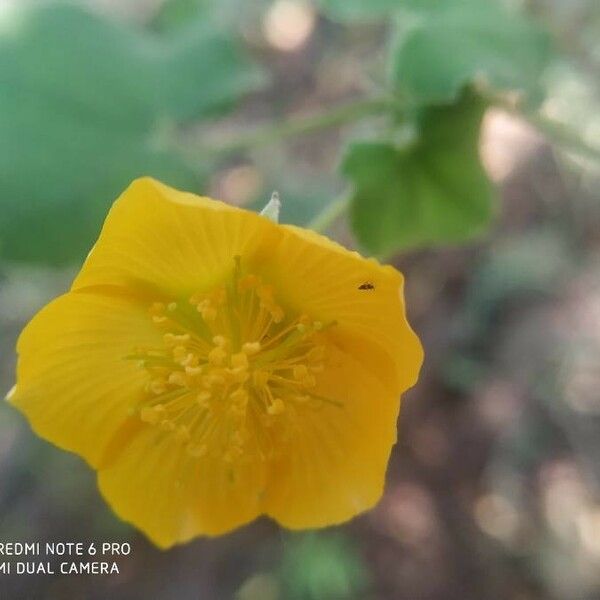 Abutilon indicum Fleur